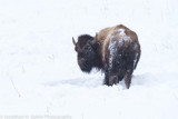 Yellowstone-598.jpg