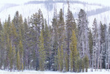 Yellowstone-81-Edit.jpg