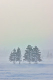 Yellowstone-822-Edit.jpg