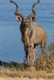 Botswana 2012-1028.jpg