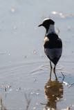 Botswana 2012-12.jpg
