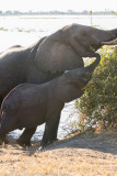 Botswana 2012-1226.jpg
