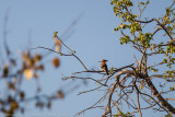 Botswana 2012-1277.jpg