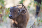 Botswana 2012-1298.jpg