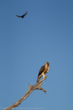 Botswana 2012-1308.jpg