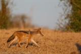 Botswana 2012-322.jpg