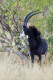 Botswana 2012-331.jpg
