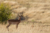 Botswana 2012-344.jpg