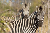 Botswana 2012-35.jpg