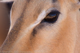 Botswana 2012-498.jpg