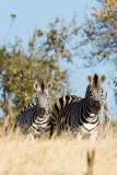 Botswana 2012-58.jpg
