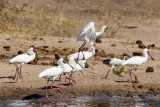 Botswana 2012-692.jpg