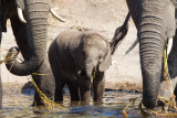 Botswana 2012-700.jpg