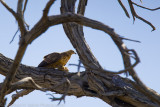 Botswana 2012-766.jpg
