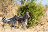 Botswana 2012-93.jpg