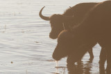Botswana 2012-965.jpg