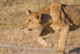 Botswana 2012-1422.jpg
