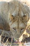 Botswana 2012-1462.jpg