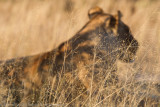 Botswana 2012-1510.jpg