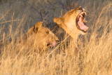 Botswana 2012-1523.jpg