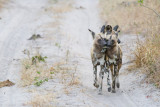 Botswana 2012-1587.jpg