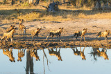 Botswana 2012-1661-Edit.jpg