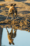 Botswana 2012-1665.jpg