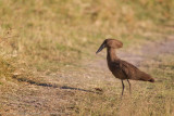 Botswana 2012-1924.jpg