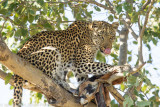 Botswana 2012-2481.jpg