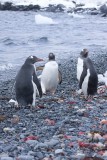 ANTARCTICARAW_0029.jpg