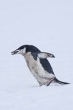 ANTARCTICARAW_0039.jpg