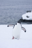 ANTARCTICARAW_0060.jpg