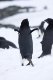 ANTARCTICARAW_0459.jpg