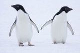 ANTARCTICARAW_0507.jpg
