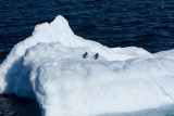 antarcticaraw_0676.jpg