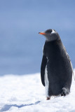 antarcticaraw_0784.jpg
