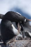 antarcticaraw_0824.jpg