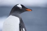 antarcticaraw_1010.jpg
