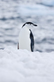 antarcticaraw_1017.jpg