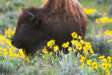 Buffalo and wildflowers