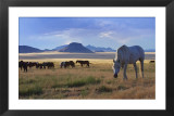 White Stallion with Desert Background