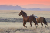 Red Charger and the new mare.