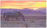 High Desert White Stallion