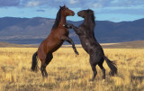 Young stallions sparring in April