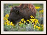 Painted buffalo and yellow flowers