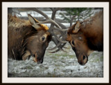Fighting elk in the forest.jpg