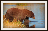 Bear into the stream.jpg