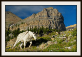 Timp Mountain goat.jpg