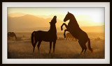 Dusty sunrise fiesty stallion