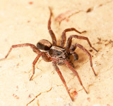 Wolf Spider